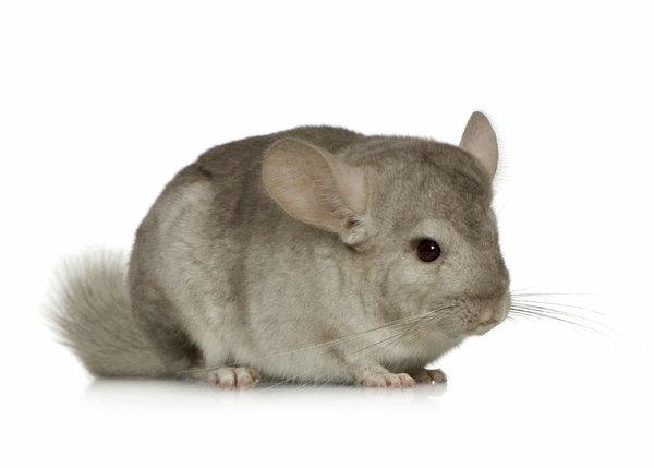 Wie halte ich meinen Chinchilla im Sommer kühl und vermeide Hitzestress?